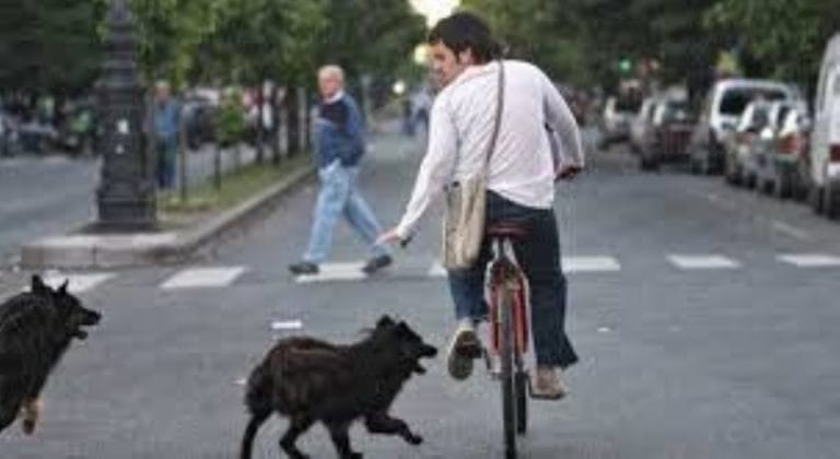 perros de la calle