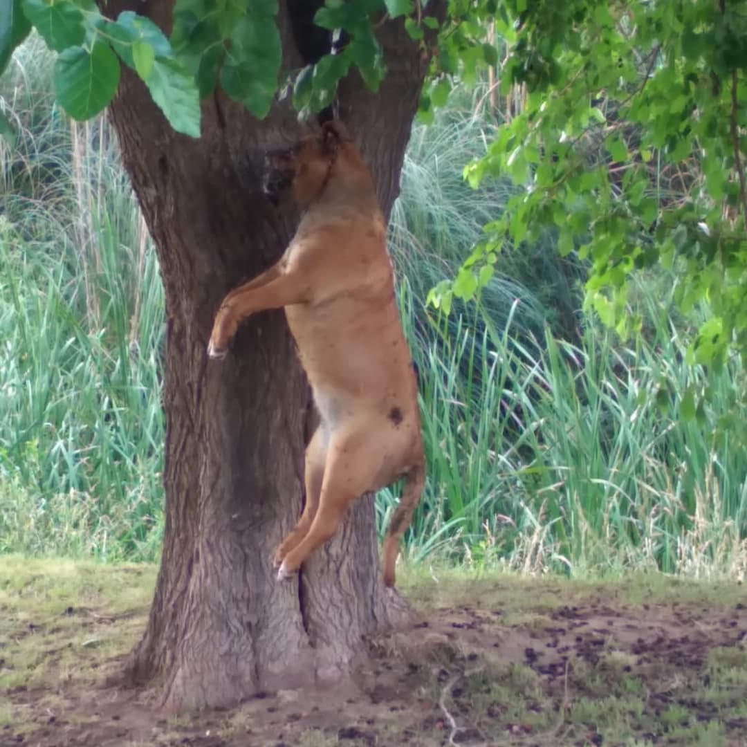 Denuncian espantoso caso de maltrato animal