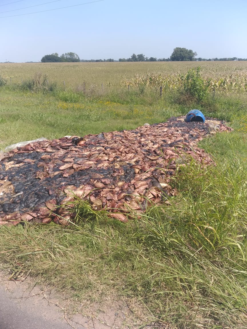 Un asco, otra vez viseras de animales a la vera de ruta