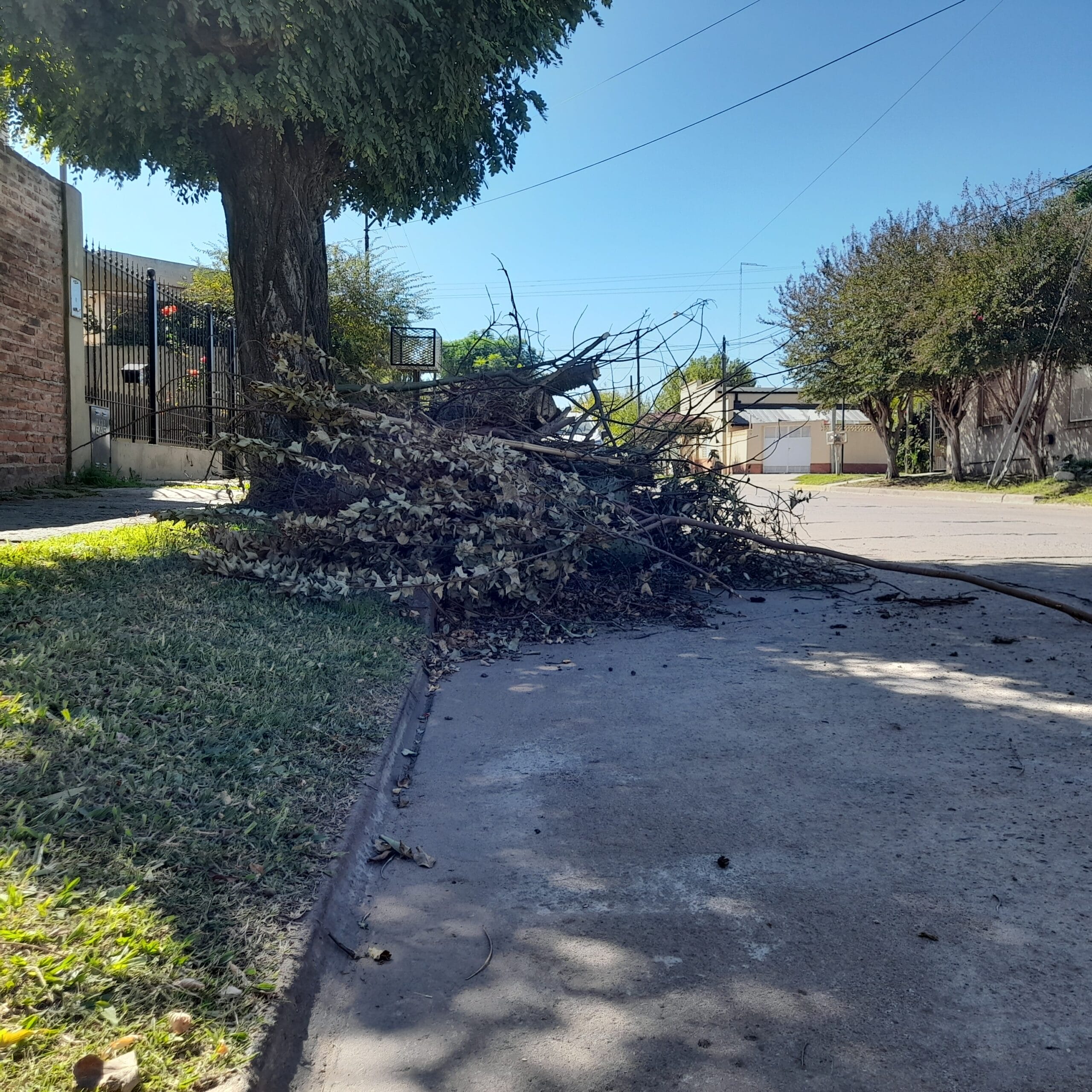 Recolección de ramas, quejas de vecinos por las demoras