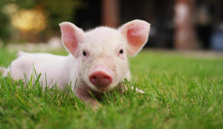 chancho-1