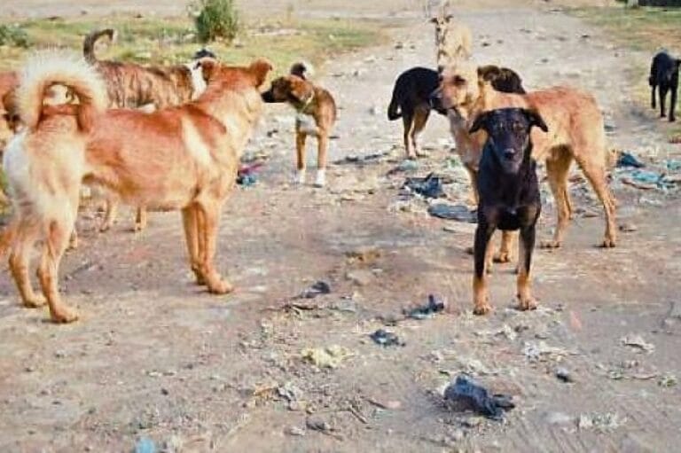 jauris de perros