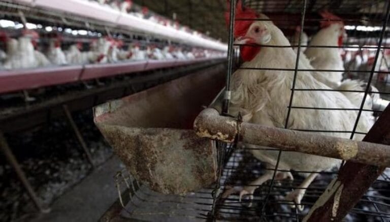 gallina