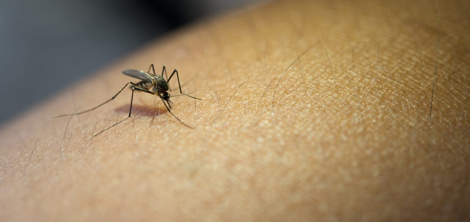 Confirman el primer caso de Dengue (importado) en nuestra localidad