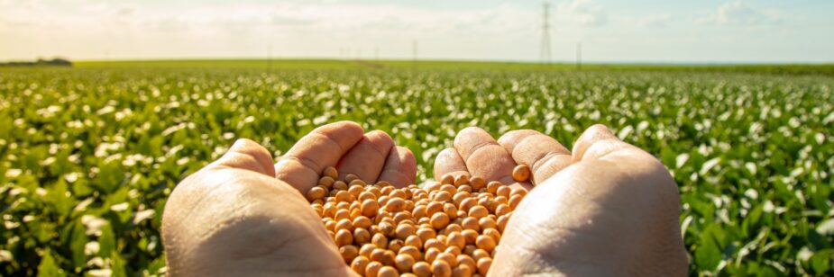 Economía / Giles se enfrenta a una cosecha de granos récord