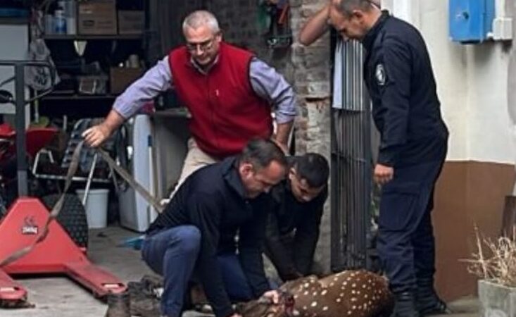 Naturaleza urbana: un ciervo sorprendió a los vecinos en pleno centro de San Andrés de Giles