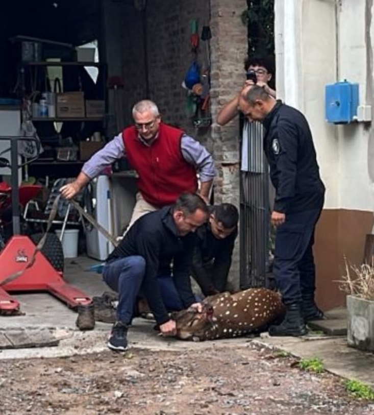 Naturaleza urbana: un ciervo sorprendió a los vecinos en pleno centro de San Andrés de Giles