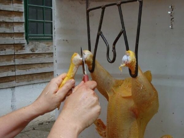 Preocupa la faena clandestina de pollos en toda la región