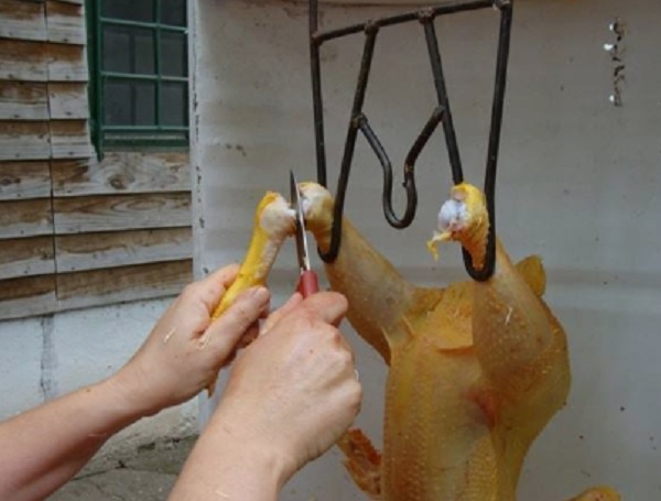 Preocupa la faena clandestina de pollos en toda la región